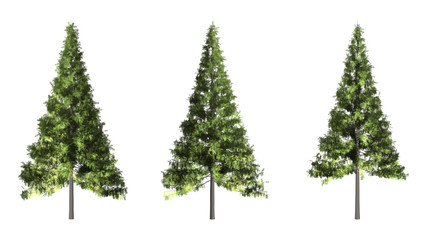 Wall Mural - The collection of tree. Christmas tree isolated on white background with clipping path.