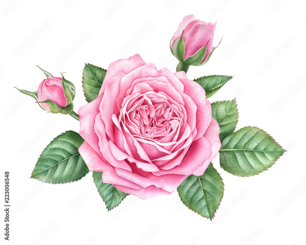 Watercolor pink rose with buds and leaves isolated on white background ...