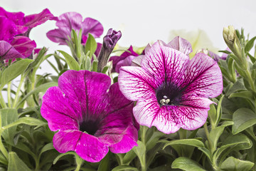 Wall Mural - Colorful blooming petunia flowers in flower pot, closeup, isolated on white background. Petunia hybrida in bloom, close up.