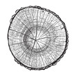 Tree log, wood growth rings grunge texture vector illustration