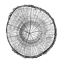 Tree Log, Wood Growth Rings Grunge Texture Vector Illustration