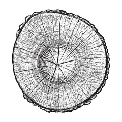 Tree log, wood growth rings grunge texture vector illustration