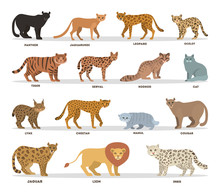 Wild And Dometic Cats Set. Collection Of Cat Family