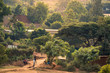 View of bakclit trees and dirt paths on a hillside in Nyamirambo, an outlying, semi-rural suburb of Kigali, Rwanda