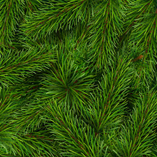 Christmas Tree Branches Background. A Template For A Christmas Card Or Invitation To Event.