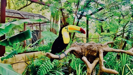 Exotic bird keel-billed toucan sit on a branch in a park
