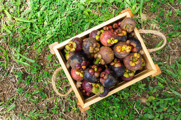 Wall Mural - Fresh mangosteen in wooden box. Tropical fruit. Queen of fruit. Top view with copy space.