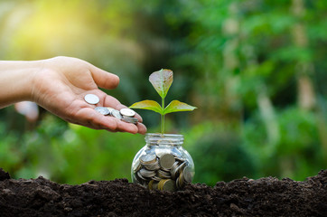 Wall Mural - hand Put money Bottle Banknotes tree Image of bank note with plant growing on top for business green natural background money saving and investment financial concept