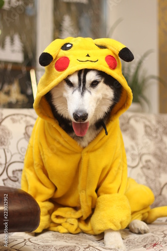 Photo  Husky in Pikachu costume