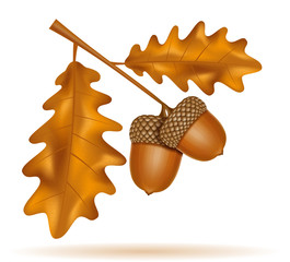 Wall Mural - autumn oak acorns with leaves vector illustration