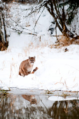 Canvas Print - mountain lion reflection