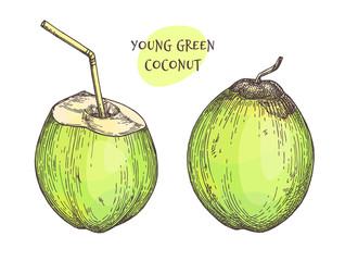 Canvas Print - ink sketch of young green coconuts.