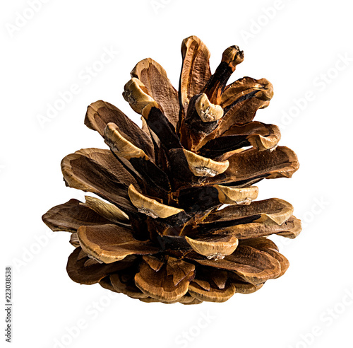 Fotografie, Obraz Brown pine cone on white background with clipping pass