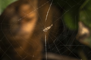 Wall Mural - Macro