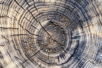 Texture of old wood cut with cracks