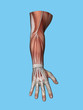 Anatomy posterior view of hand and arm of a man including extensor digitorum muscle, extensor and flexor carpi ulnaris muscle, extensor retinaculum and bipennate intrinsic muscles of the hand.