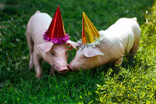 Pig Piglet Little White Background Wicker Cute Breed New Year Happy Grass Two Holiday Caps Red Birthday Party