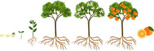 Life Cycle Of Orange Tree. Stages Of Growth From Seed And Sprout To Adult Plant With Fruits