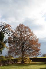 Poster - Baum im Herbst