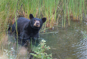 black bear in the rocky mountains