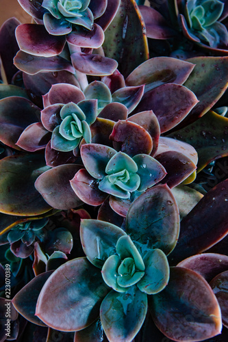 Sukkulenten Pflanze Lila Blau Grun Kaufen Sie Dieses Foto Und Finden Sie Ahnliche Bilder Auf Adobe Stock Adobe Stock