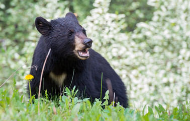 black bear in the rocky mountains