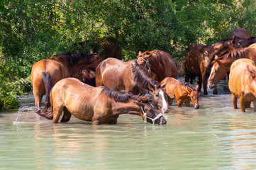 Herd of horses drink water in a lake