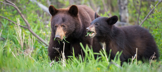 Wall Mural - black bear in the rocky mountains