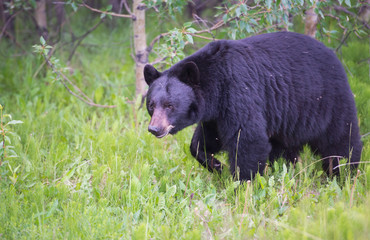 Wall Mural - wild black bear in the rocky mountains