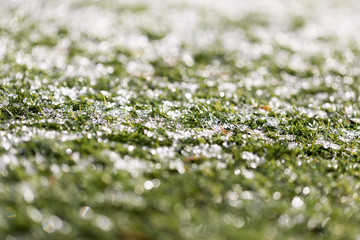 Wall Mural - Green growing grass in snow