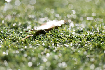 Wall Mural - Green growing grass in snow