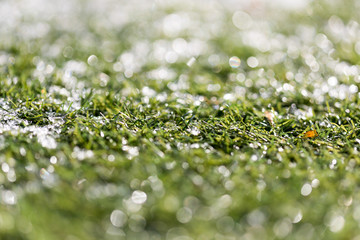 Wall Mural - Green growing grass in snow