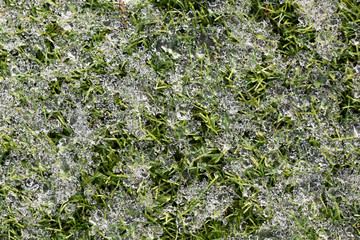 Wall Mural - Green growing grass in snow