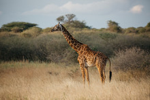 Giraffe On Safari 