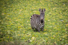 Zebra On Safari In Tanzania 