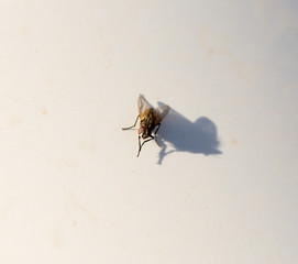 fly macro