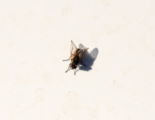 fly macro