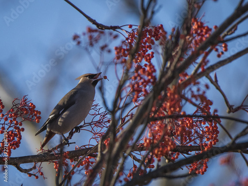 Waxwing On A Tree With Red Berries In Perth Scotland Buy This