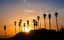Palm Trees In Hollywood At Sunset