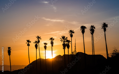 Fotomural Palm Trees in Hollywood at sunset