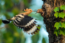 Hoopoe Free Stock Photo - Public Domain Pictures