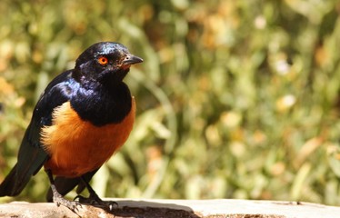 hildebrandt starling