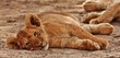 Lion cubs in Serengeti