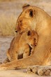 Lion Cubs Serengeti