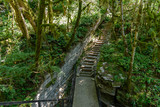 Fototapeta Las - Staircase in rocky rainforest valley