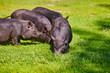 Vietnamese Pot-bellied pig on the farm