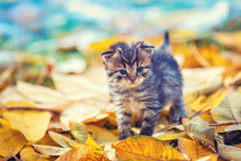 Little Kitten Walking Outdoor On The Fallen Leaves In The Autumn Garden