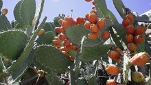 Orange Prickly Pears Grow On A Cactus Plant, Hot Desert Sun