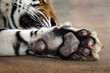 Under the feet of the Asian tigers.