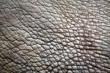 Skin of rhinoceros